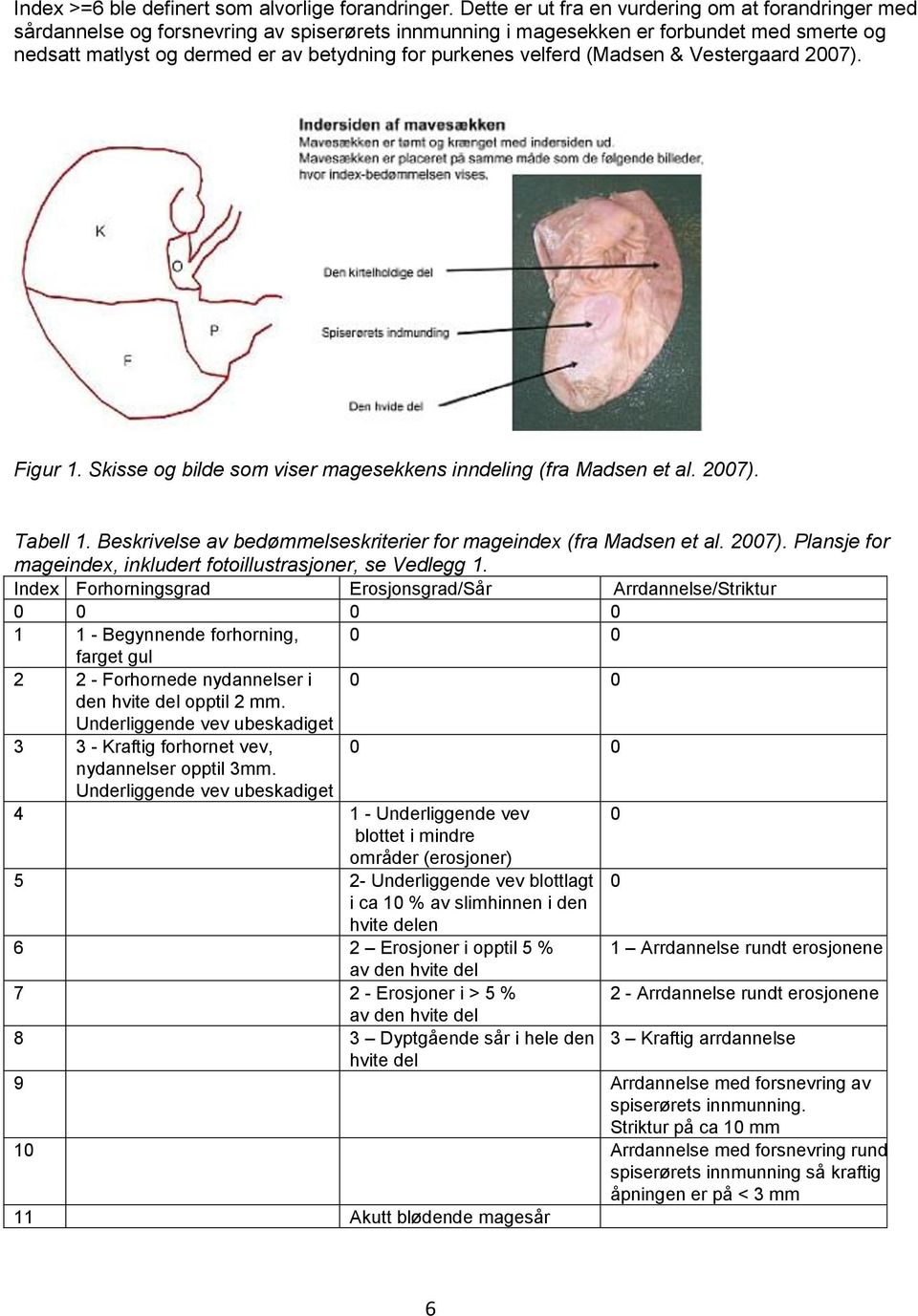 velferd (Madsen & Vestergaard 27). Figur 1. Skisse og bilde som viser magesekkens inndeling (fra Madsen et al. 27). Tabell 1. Beskrivelse av bedømmelseskriterier for mageindex (fra Madsen et al. 27). Plansje for mageindex, inkludert fotoillustrasjoner, se Vedlegg 1.