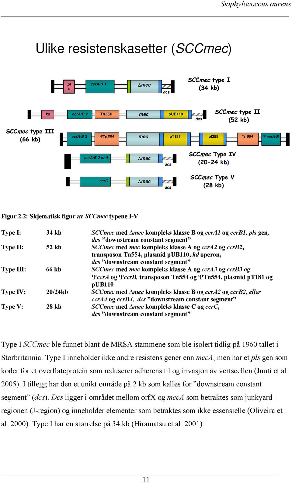 2: Skjematisk figur av SCCmec typene I-V Type І: 34 kb SCCmec med mec kompleks klasse B og ccra1 og ccrb1, pls gen, dcs downstream constant segment Type П: 52 kb SCCmec med mec kompleks klasse A og