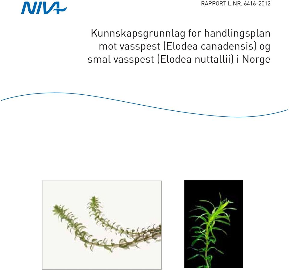 (Elodea canadensis) og smal vasspest (Elodea nuttallii) i