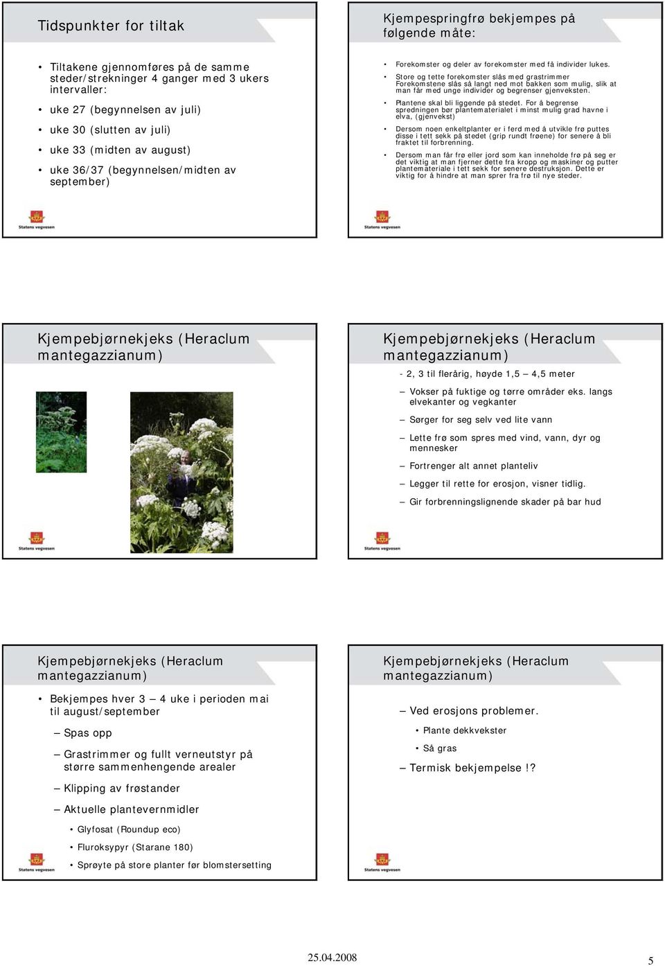 Store og tette forekomster slås med grastrimmer Forekomstene slås så langt ned mot bakken som mulig, slik at man får med unge individer og begrenser gjenveksten. Plantene skal bli liggende på stedet.