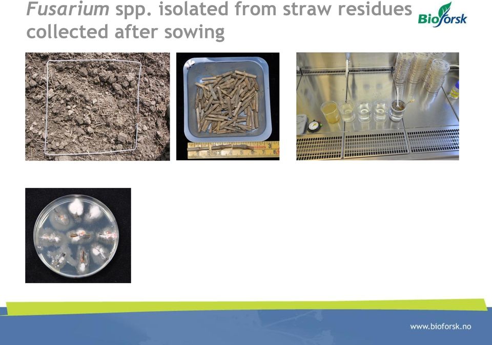 straw residues