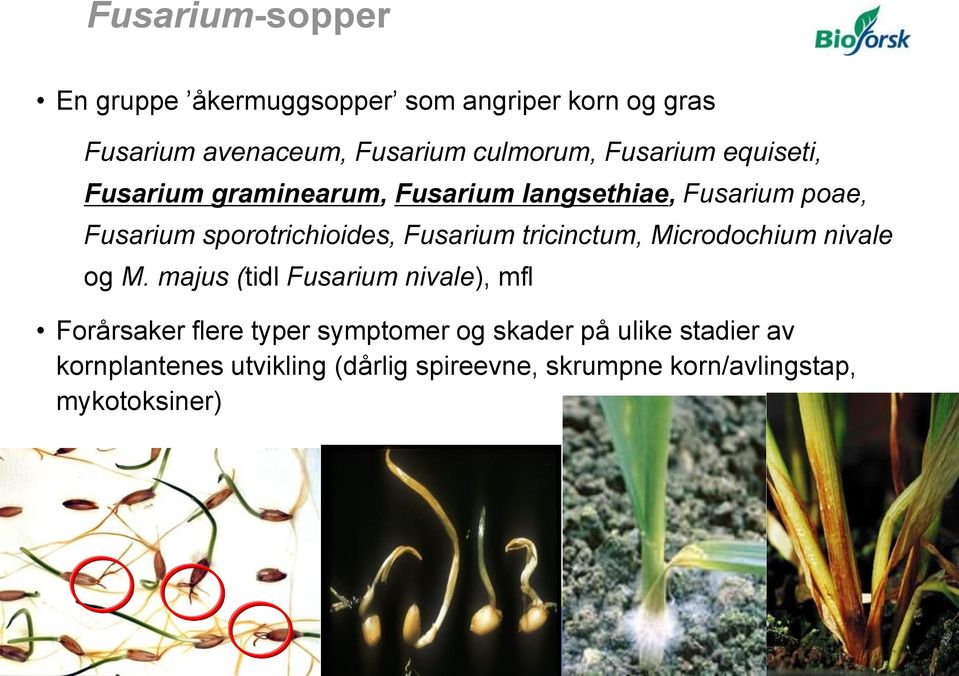 Fusarium tricinctum, Microdochium nivale og M.