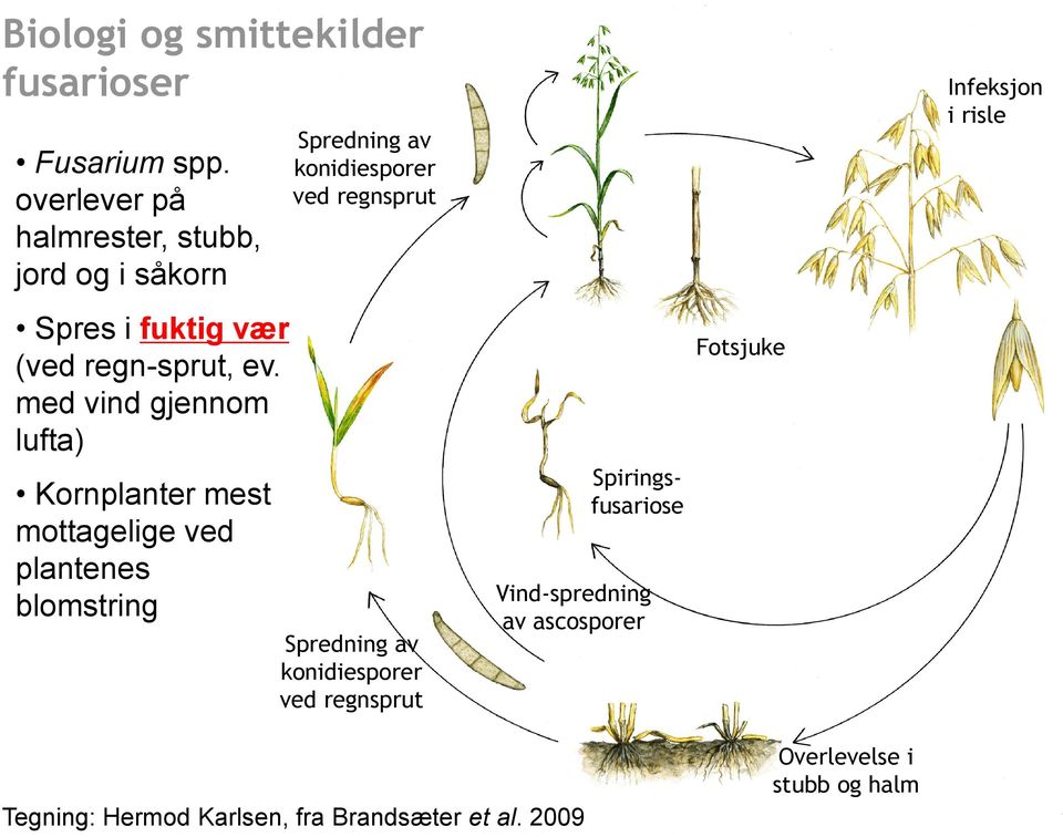 med vind gjennom lufta) Kornplanter mest mottagelige ved plantenes blomstring Spredning av konidiesporer ved