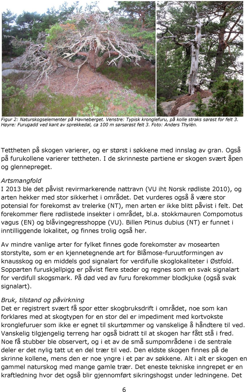 Artsmangfold I 2013 ble det påvist revirmarkerende nattravn (VU iht Norsk rødliste 2010), og arten hekker med stor sikkerhet i området.