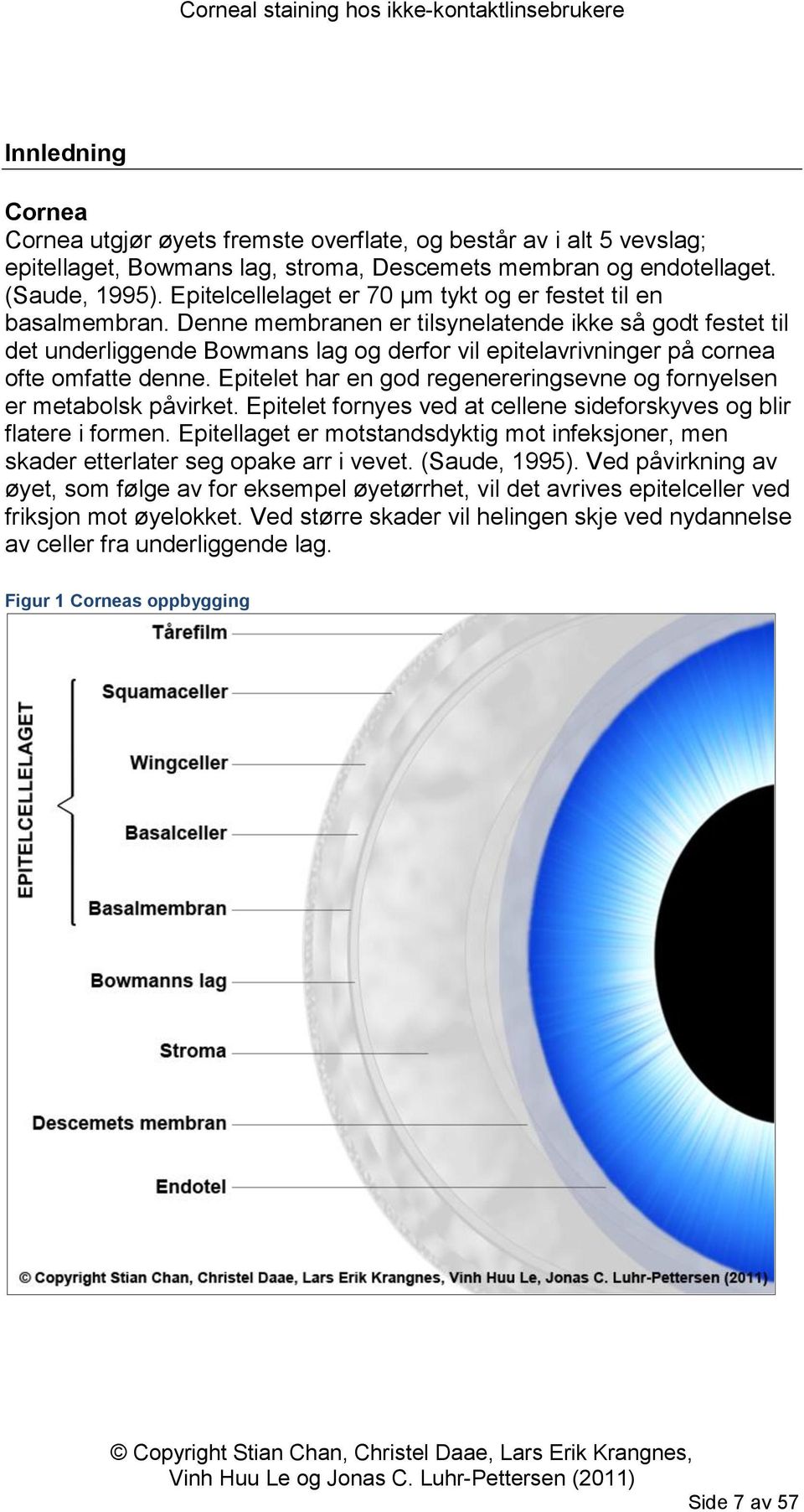 Denne membranen er tilsynelatende ikke så godt festet til det underliggende Bowmans lag og derfor vil epitelavrivninger på cornea ofte omfatte denne.