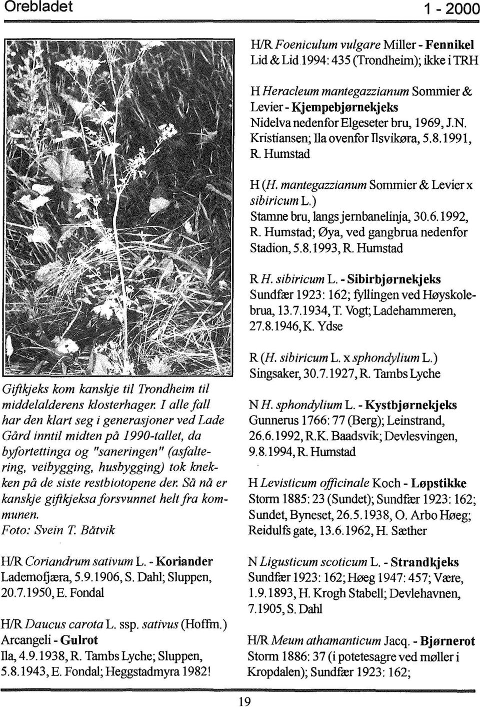 8.1993, R Humstad RH. sibiricum L. - Sibirbjørnekjeks Sundfær 1923: 162; tyllingen ved Høyskolebrua, 13.7.1934, T. Vogt; Ladehammeren, 27.8.1946,K.