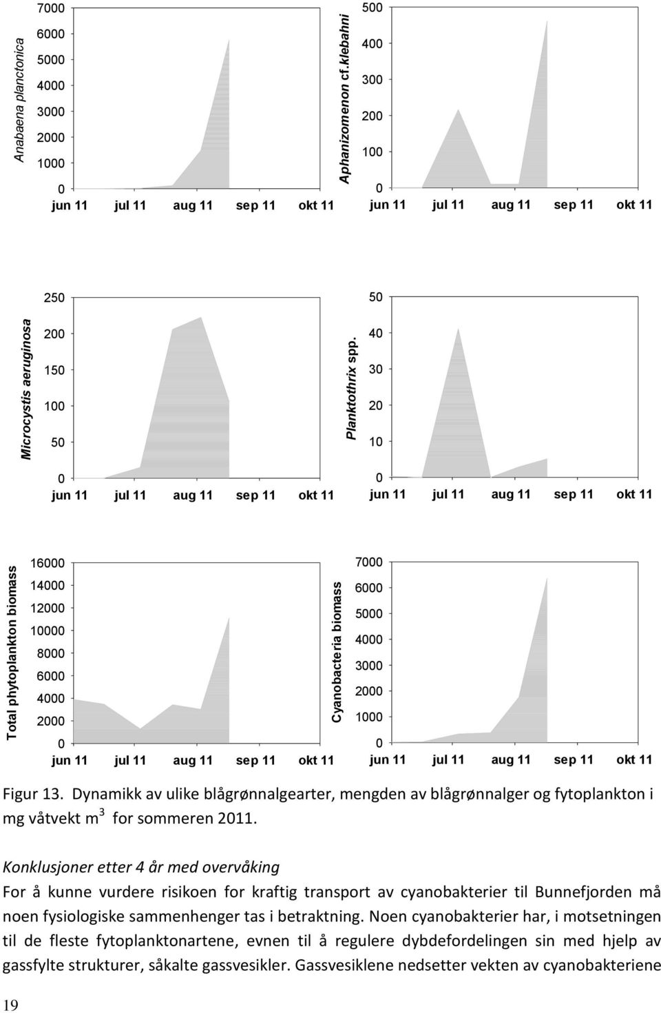 11 okt 11 Figur 13. Dynamikk av ulike blågrønnalgearter, mengden av blågrønnalger og fytoplankton i mg våtvekt m 3 for sommeren 11.