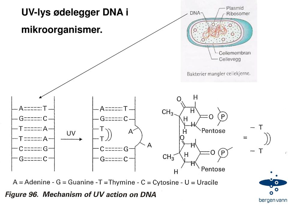 DNA i