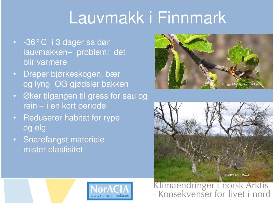 gress for sau og rein i en kort periode Reduserer habitat for rype og elg