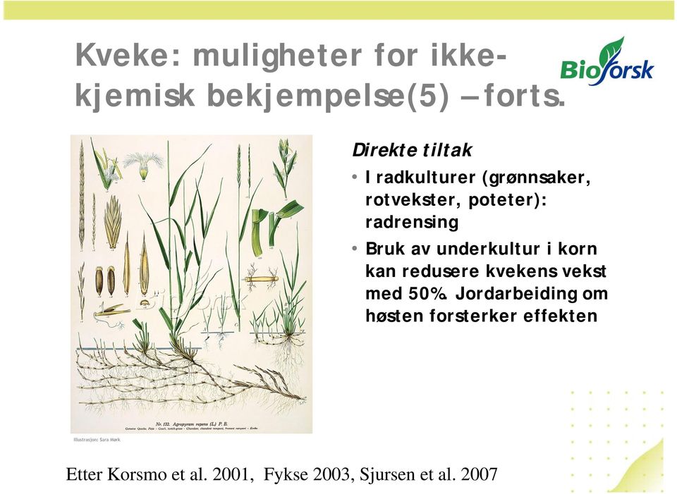 radrensing Bruk av underkultur i korn kan redusere kvekens vekst med 50%.