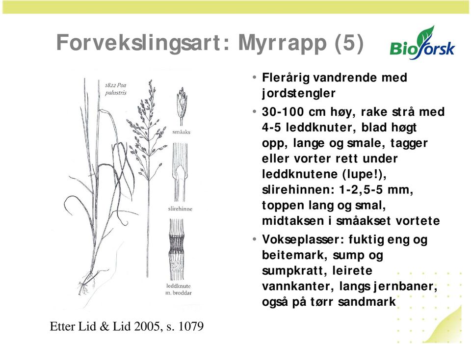 lange og smale, tagger eller vorter rett under leddknutene (lupe!