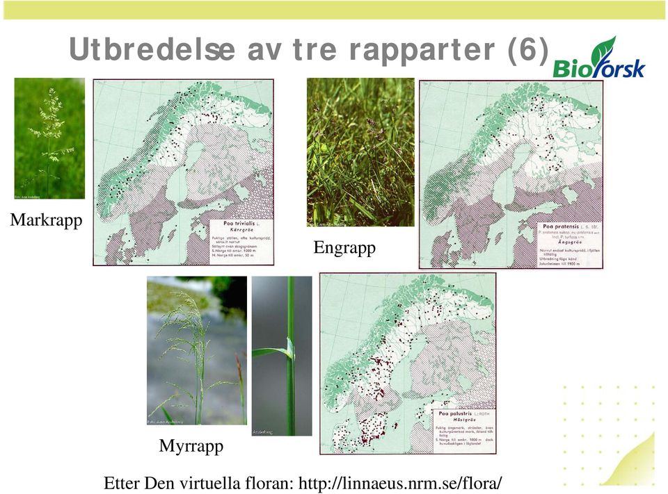 Etter Den virtuella floran: