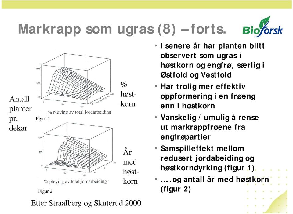 Vestfold Har trolig mer effektiv oppformering i en frøeng enn i høstkorn Vanskelig / umulig å rense ut markrappfrøene