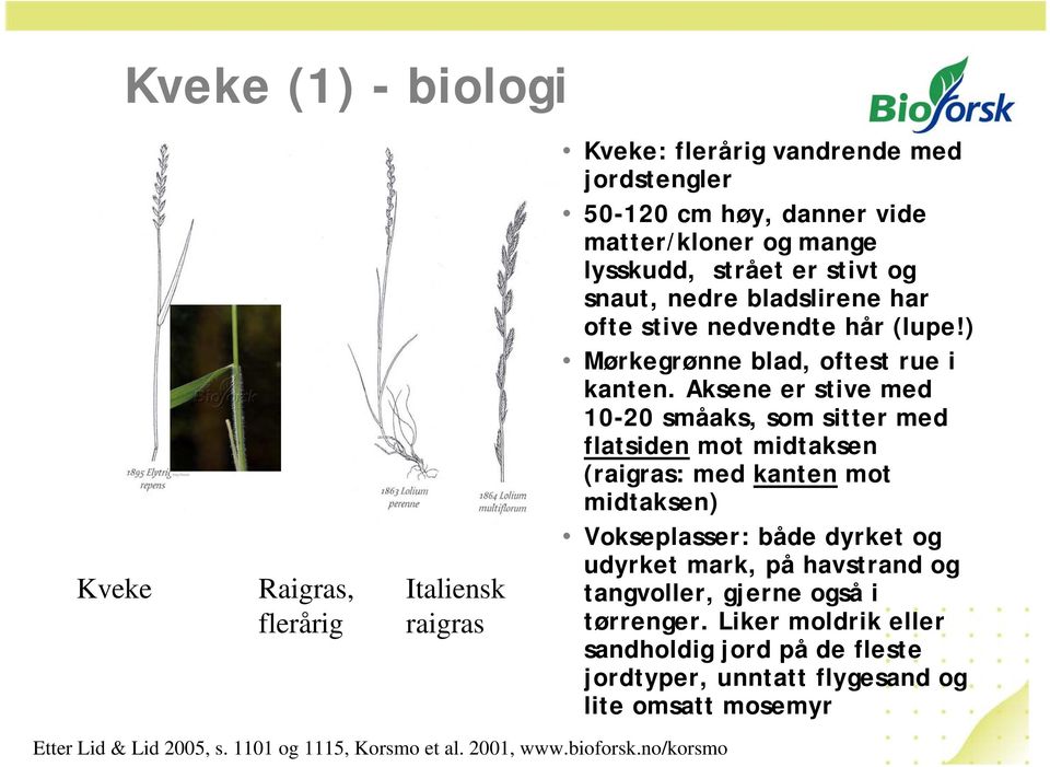 Aksene er stive med 10-20 småaks, som sitter med flatsiden mot midtaksen (raigras: med kanten mot midtaksen) Vokseplasser: både dyrket og udyrket mark, på havstrand og