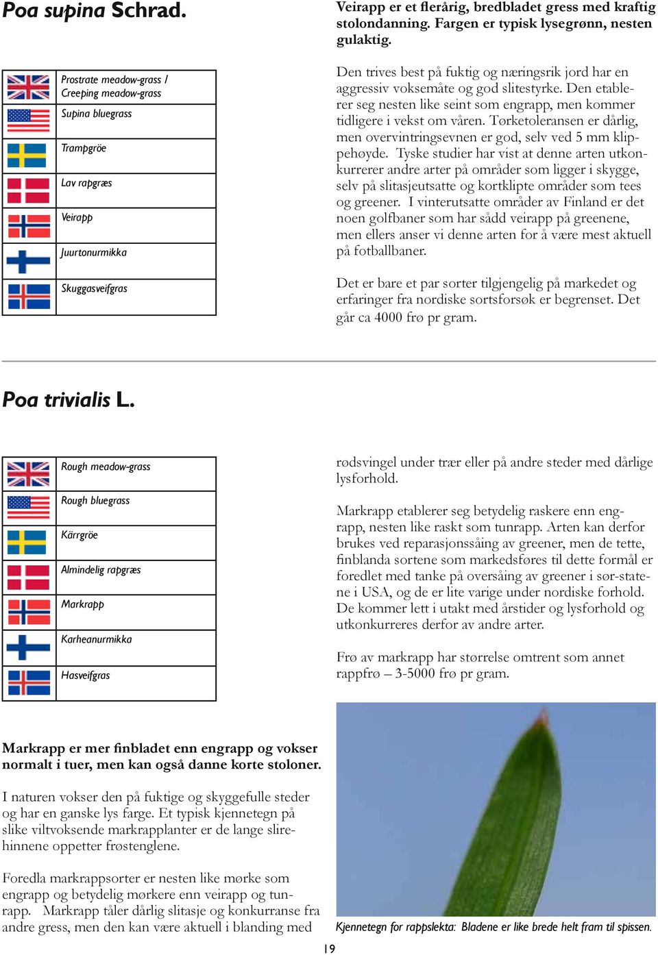 Fargen er typisk lysegrønn, nesten gulaktig. Den trives best på fuktig og næringsrik jord har en aggressiv voksemåte og god slitestyrke.