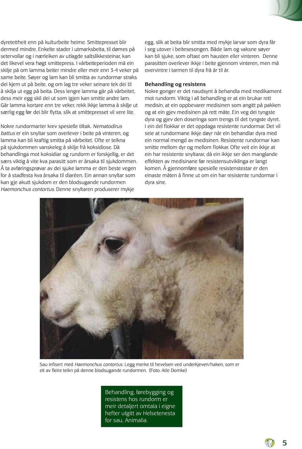 I vårbeiteperioden må ein skilje på om lamma beiter mindre eller meir enn 3-4 veker på same beite.
