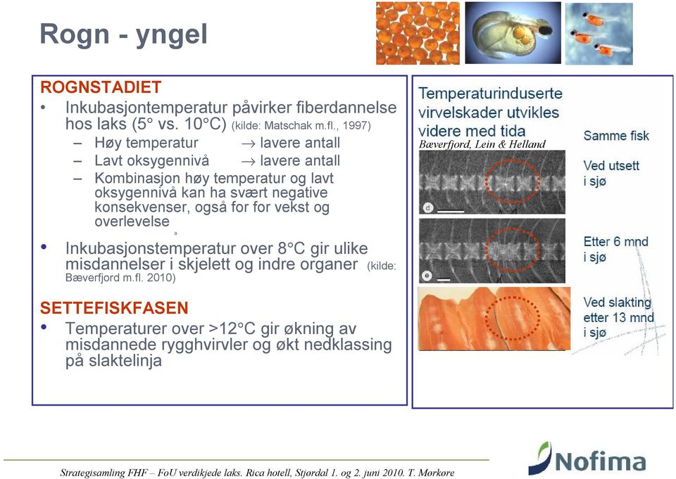 konsekvenser, også for for vekst og overlevelse» Inkubasjonstemperatur over 8 C gir ulike misdannelser i skjelett og indre organer