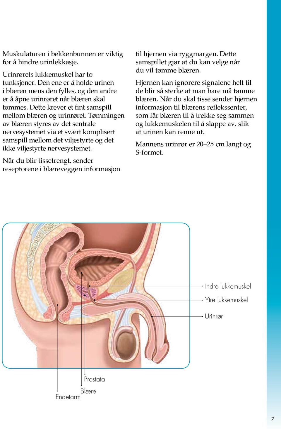 Tømmingen av blæren styres av det sentrale nervesystemet via et svært komplisert samspill mellom det viljestyrte og det ikke viljestyrte nervesystemet.