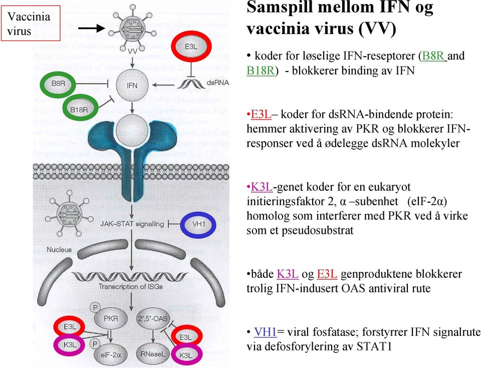 for en eukaryot initieringsfaktor 2, α subenhet (elf-2α) homolog som interferer med PKR ved å virke som et pseudosubstrat både K3L og