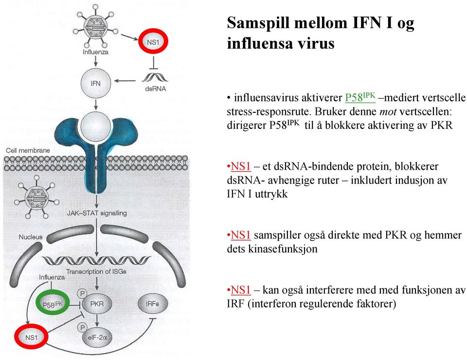 Bruker denne mot vertscellen: dirigerer P58 IPK til å blokkere aktivering av PKR NS1 et dsrna-bindende