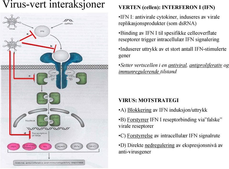 vertscellen i en antiviral, antiproliferativ og immunregulerende tilstand VIRUS: MOTSTRATEGI A) Blokkering av IFN induksjon/uttrykk B) Forstyrrer IFN I