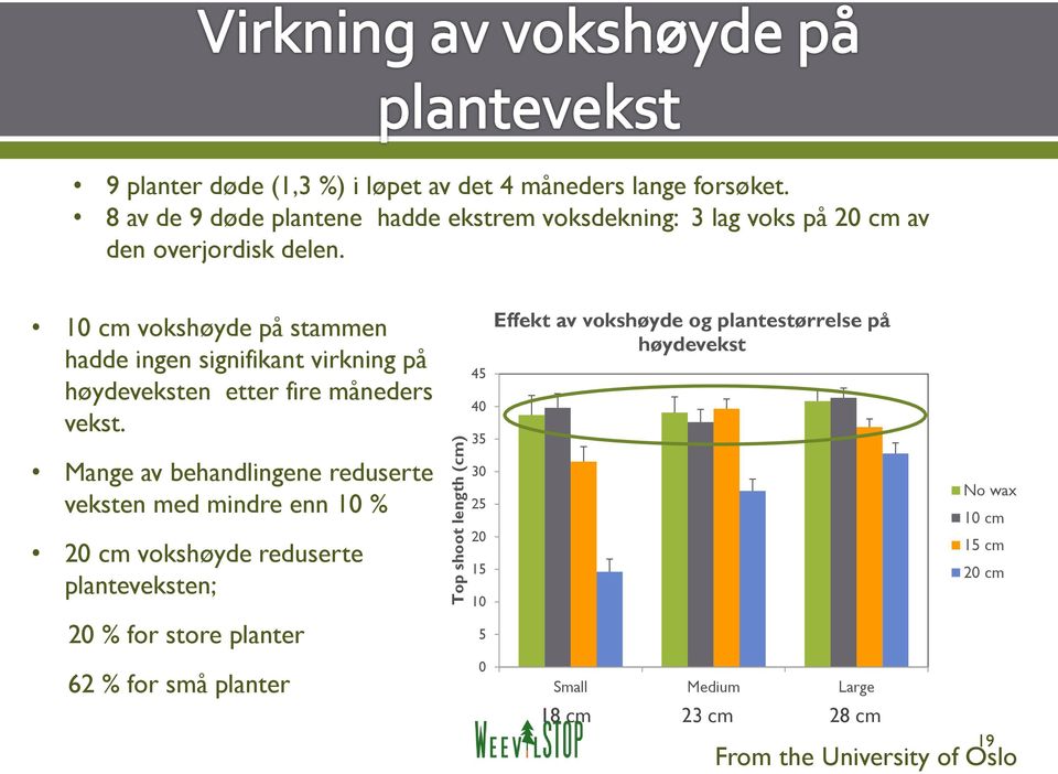 10 cm vokshøyde på stammen hadde ingen signifikant virkning på høydeveksten etter fire måneders vekst.