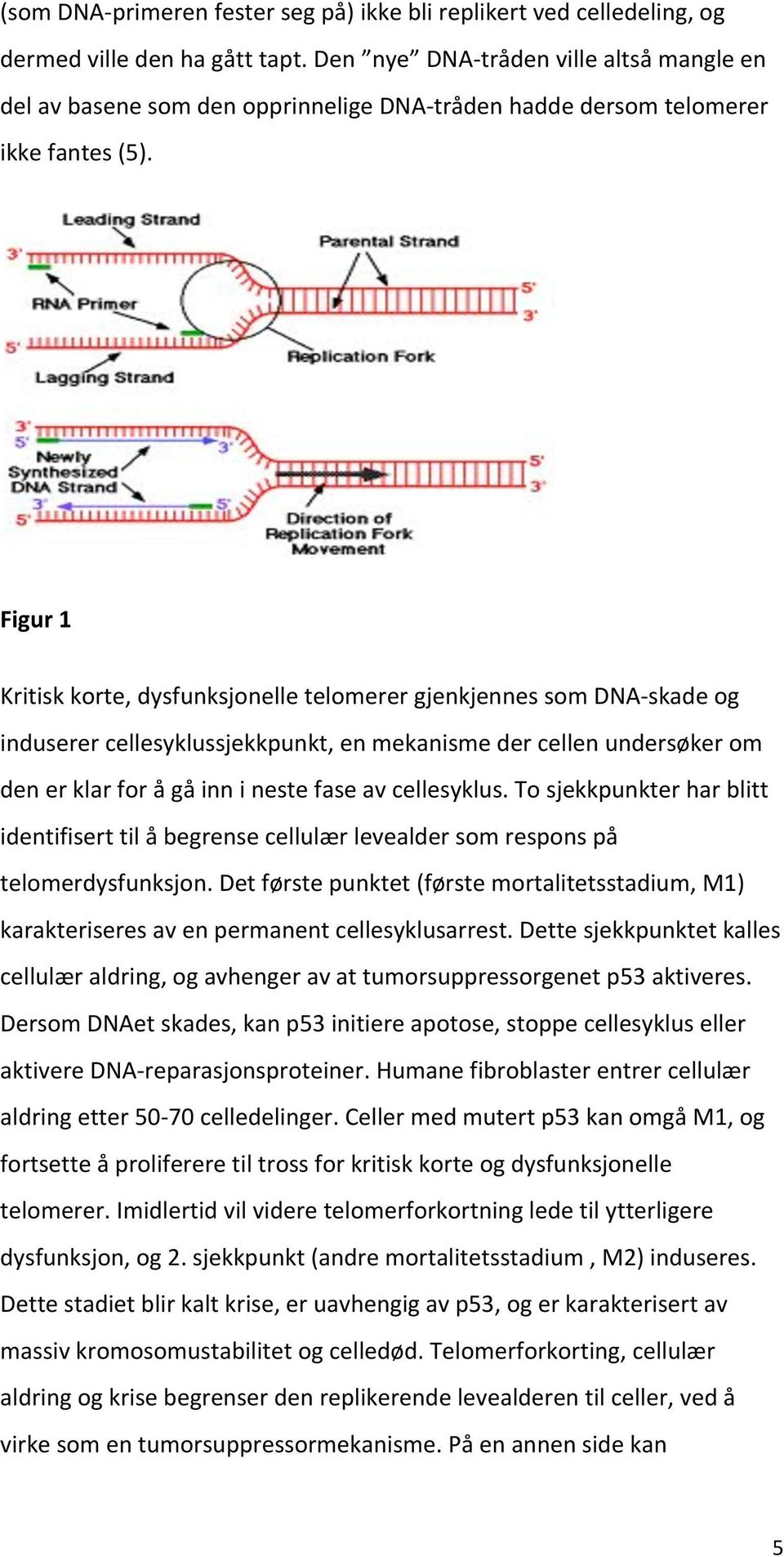 tosjekkpunkterharblitt identifiserttilåbegrensecellulærlevealdersomresponspå telomerdysfunksjon.detførstepunktet(førstemortalitetsstadium,m1) karakteriseresavenpermanentcellesyklusarrest.