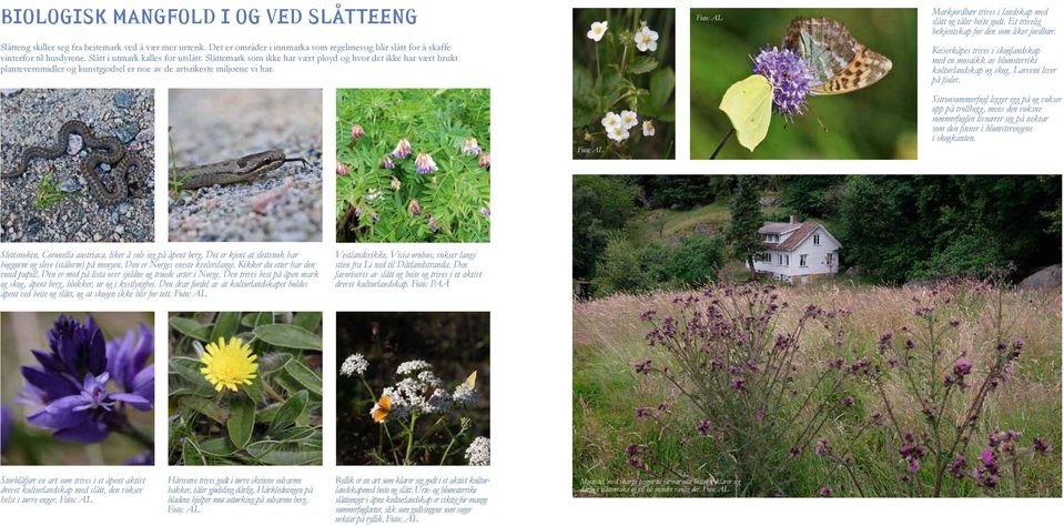 Markjordbær trives i landskap med slått og tåler beite godt. Et trivelig bekjentskap for den som liker jordbær. Keiserkåpes trives i skoglandskap med en mosaikk av blomsterrikt kulturlandskap og skog.