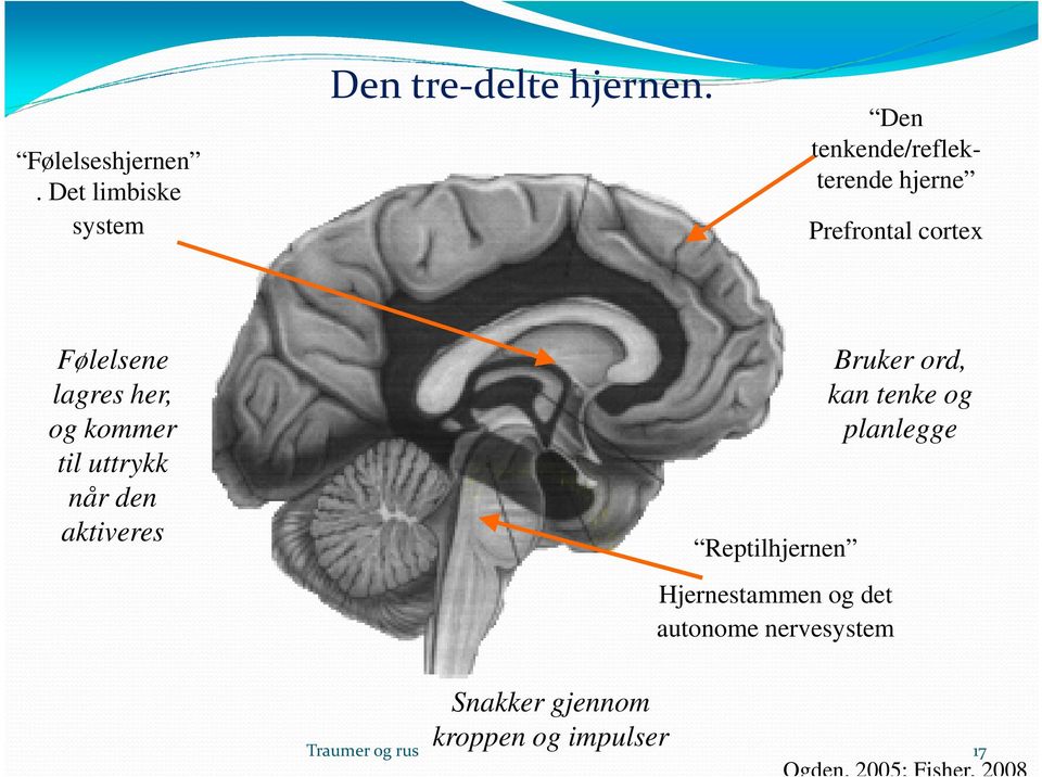 til uttrykk når den aktiveres Reptilhjernen Hjernestammen og det autonome nervesystem