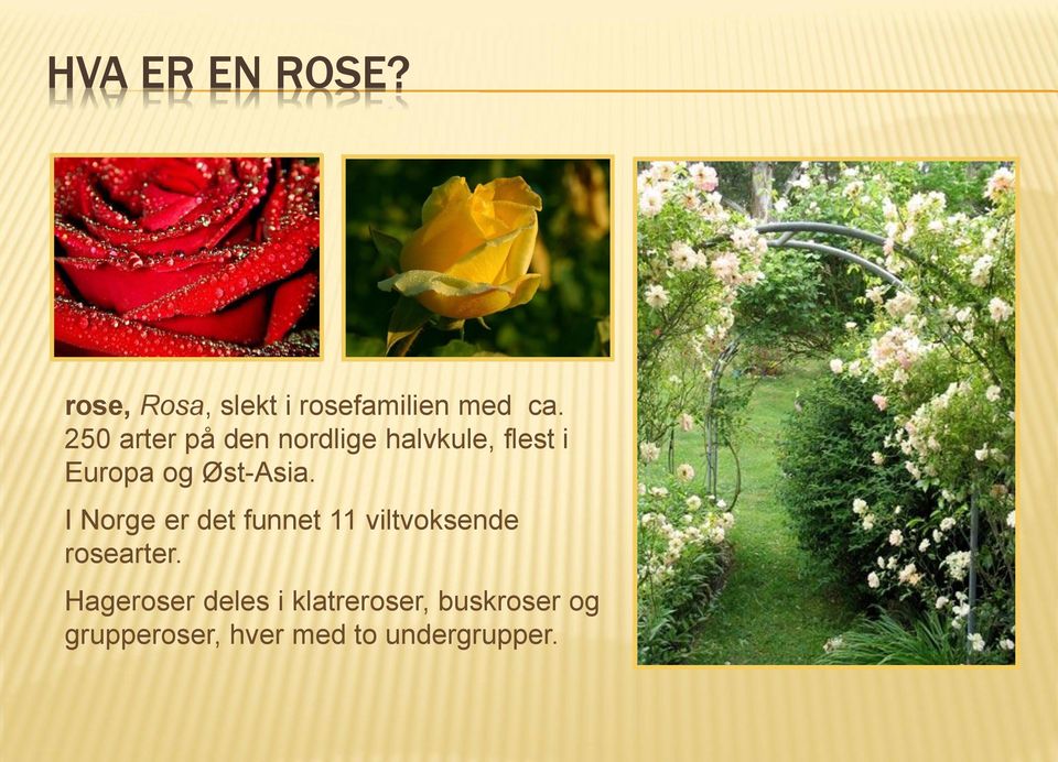 I Norge er det funnet 11 viltvoksende rosearter.