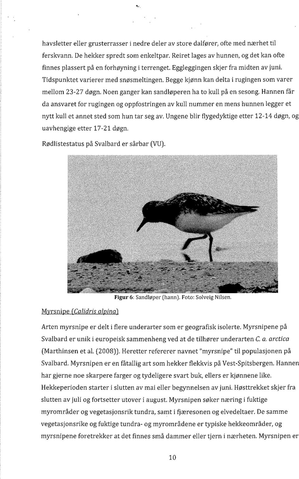 Begge kjønn kan delta i rugingen som varer mellom 23-27 døgn. Noen ganger kan sandløperen ha to kull på en sesong.