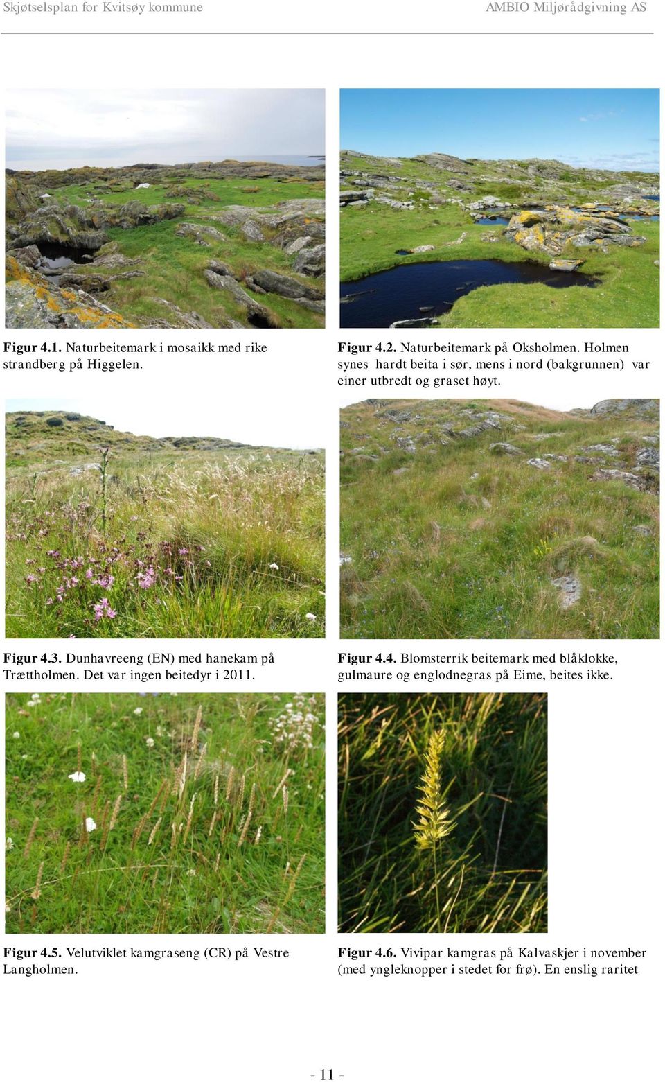 Dunhavreeng (EN) med hanekam på Trættholmen. Det var ingen beitedyr i 2011. Figur 4.