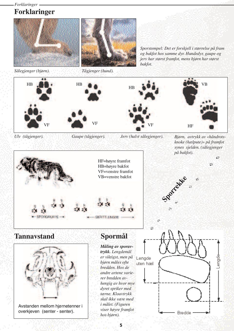 Bjørn, avtrykk av «håndrotsknoke (hælpute)» på framfot synes sjelden. (sålegjenger på bakfot). Sporrekke Tannavstand Avstanden mellom hjørnetenner i overkjeven (senter - senter).