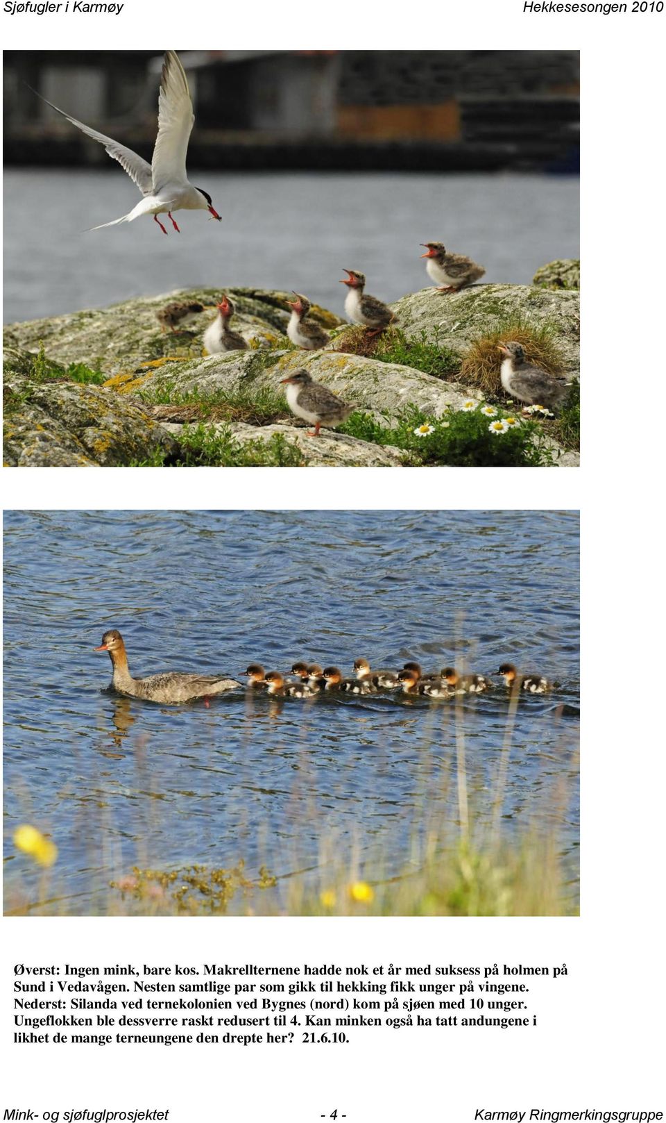 Nederst: Silanda ved ternekolonien ved Bygnes (nord) kom på sjøen med 10 unger.