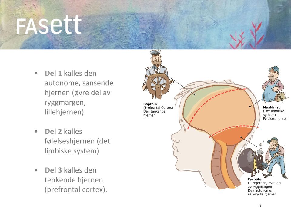 hjernen Maskinist (Det limbiske system) Følelseshjernen Del 3 kalles den tenkende hjernen