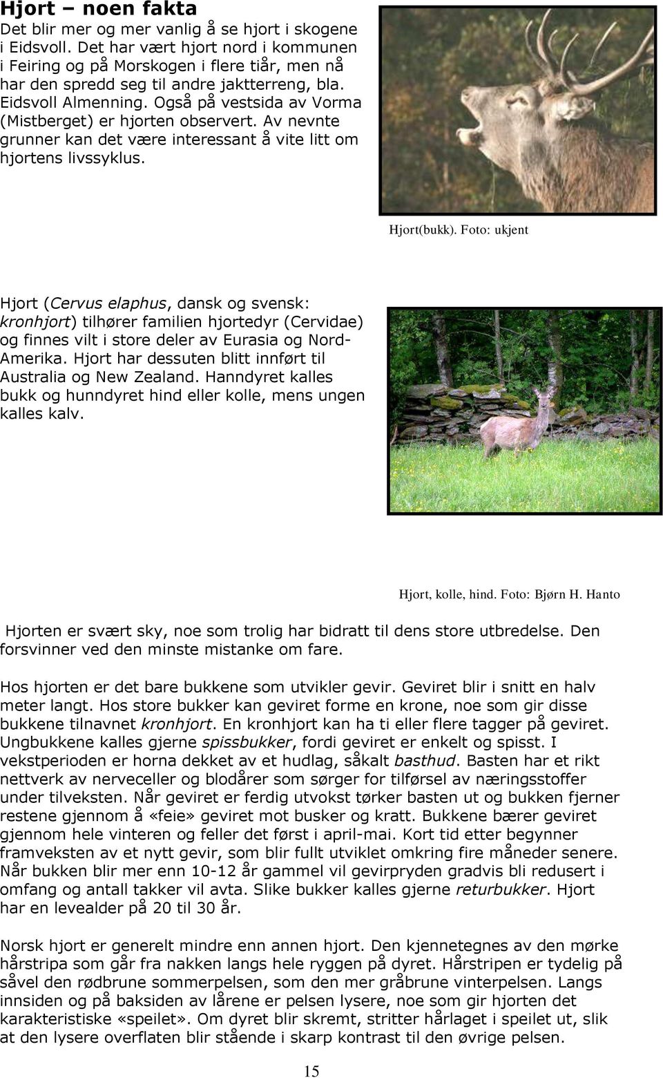 Også på vestsida av Vorma (Mistberget) er hjorten observert. Av nevnte grunner kan det være interessant å vite litt om hjortens livssyklus. Hjort(bukk).