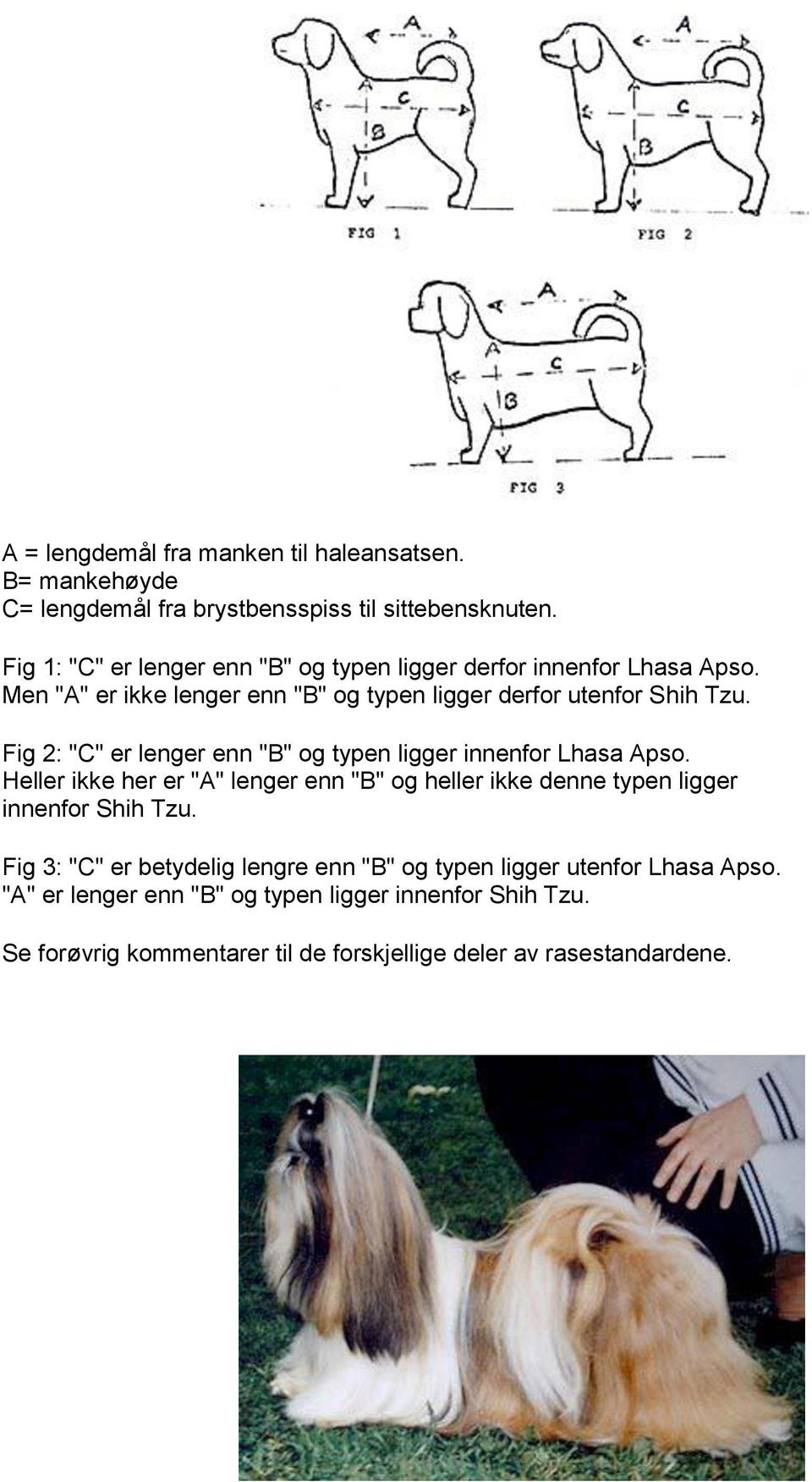 Fig 2: "C" er lenger enn "B" og typen ligger innenfor Lhasa Apso.