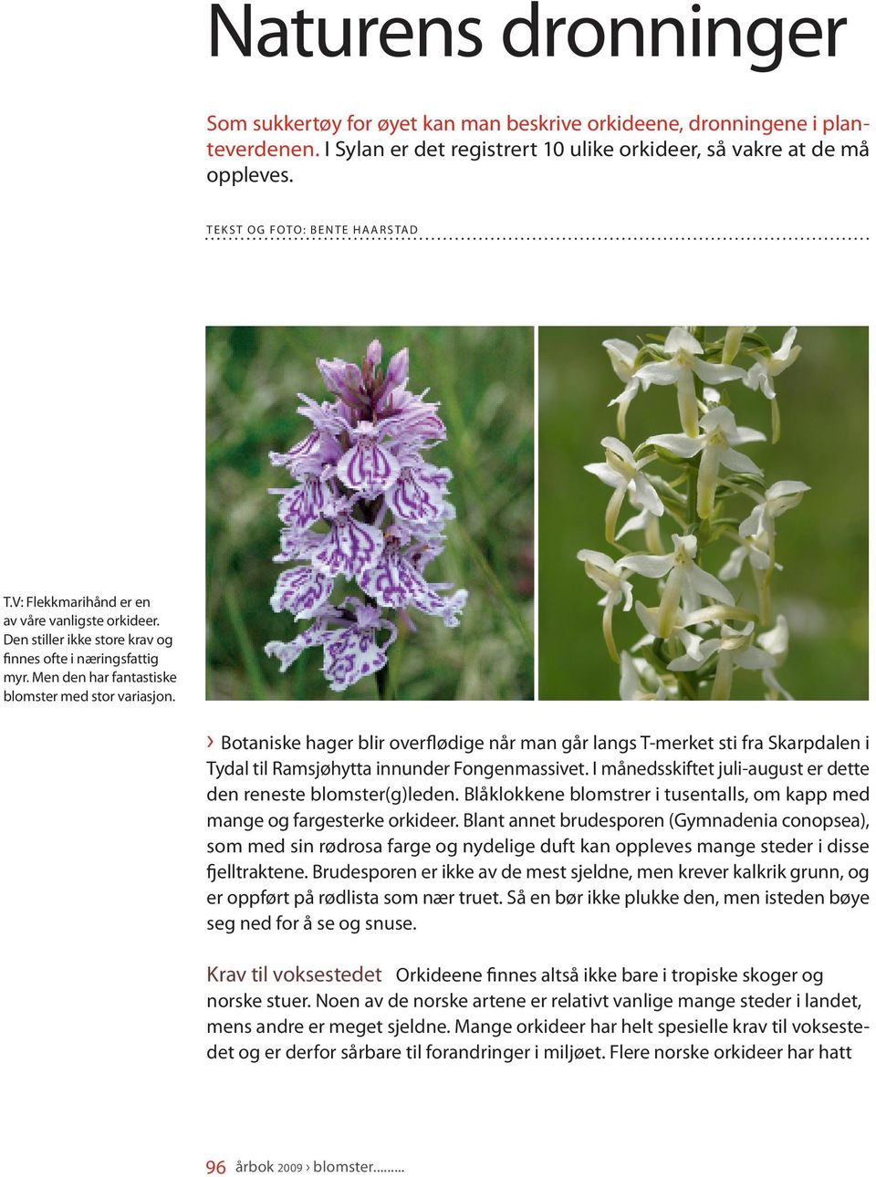 Botaniske hager blir overflødige når man går langs T-merket sti fra Skarpdalen i Tydal til Ramsjøhytta innunder Fongenmassivet. I månedsskiftet juli-august er dette den reneste blomster(g)leden.