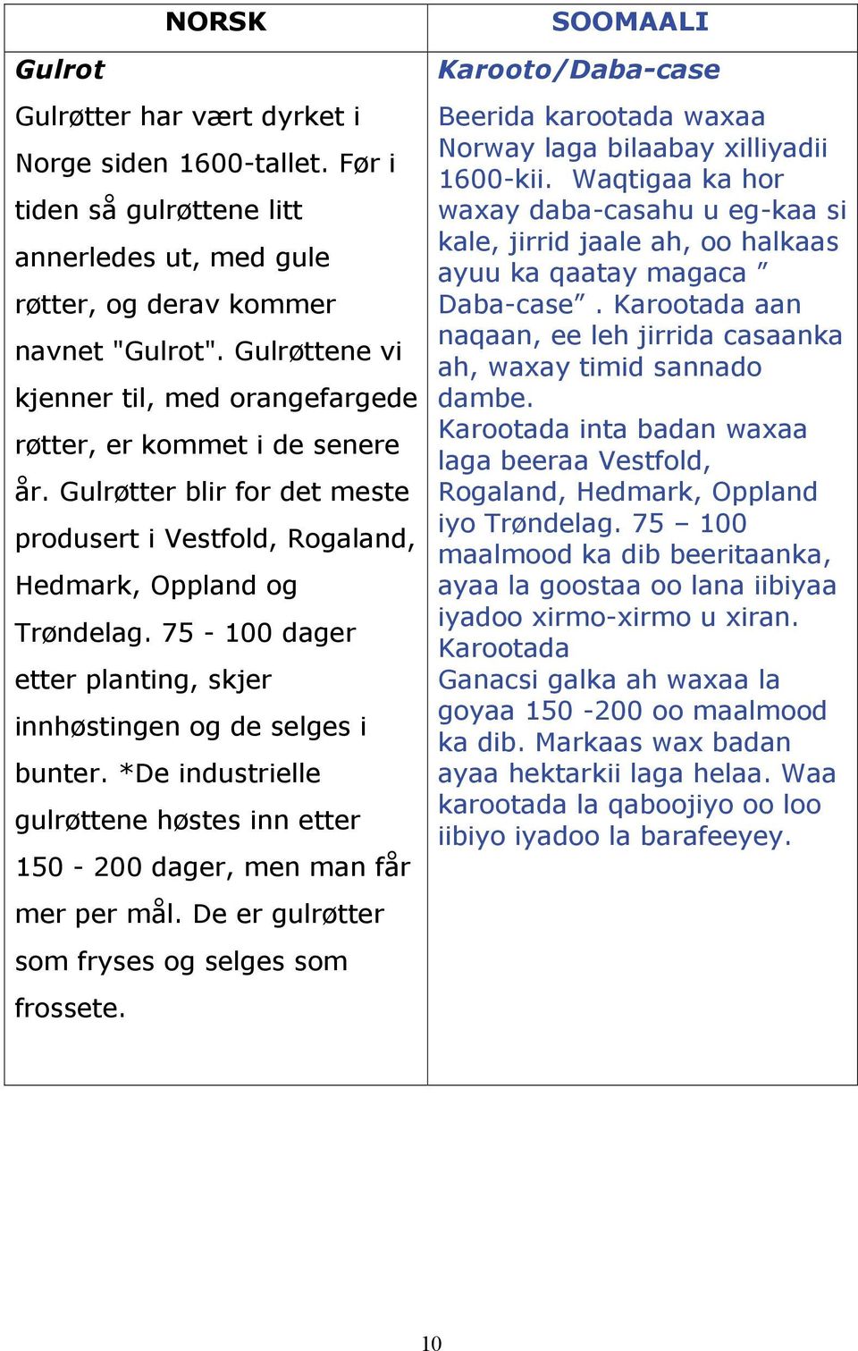 75-100 dager etter planting, skjer innhøstingen og de selges i bunter. *De industrielle gulrøttene høstes inn etter 150-200 dager, men man får mer per mål.