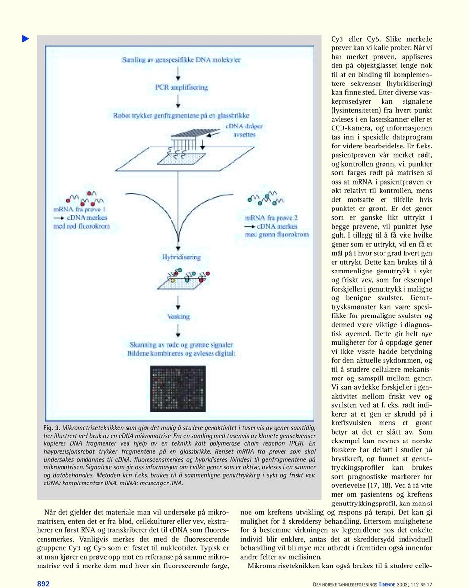 Renset mrna fra prøver som skal undersøkes omdannes til cdna, fluorescensmerkes og hybridiseres (bindes) til genfragmentene på mikromatrisen.