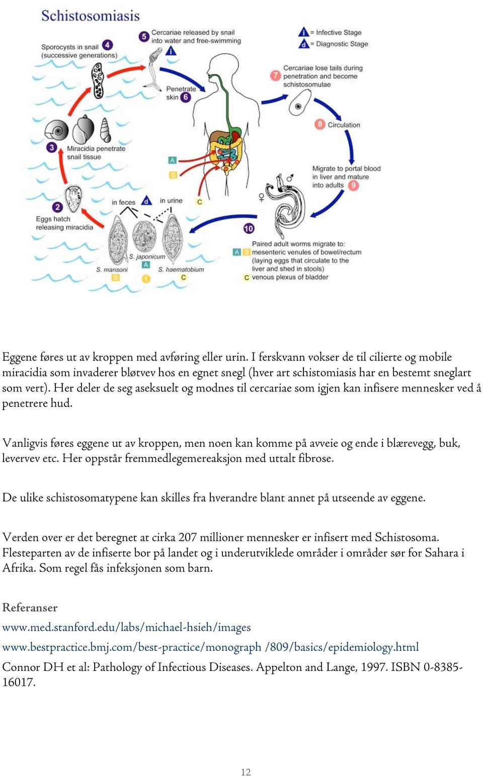 Her deler de seg aseksuelt og modnes til cercariae som igjen kan infisere mennesker ved å penetrere hud.