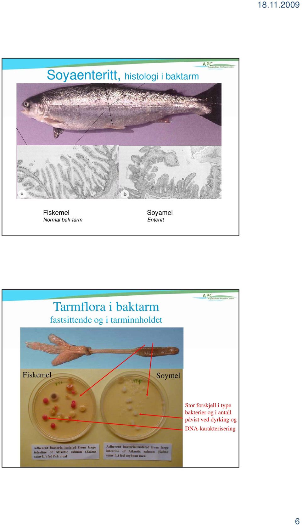 tarminnholdet Fiskemel Soymel Stor forskjell i type