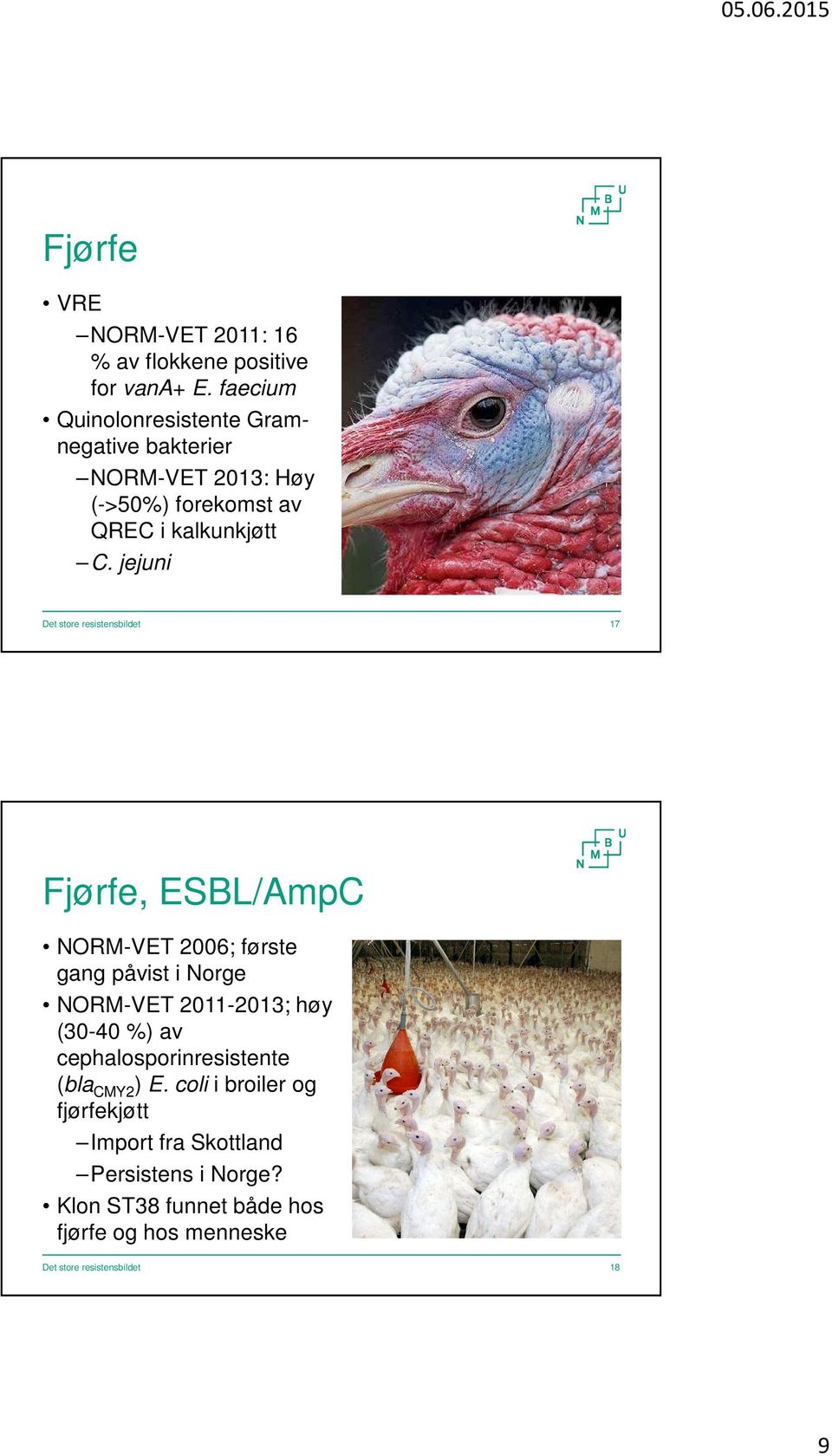 jejuni 17 Fjørfe, ESBL/AmpC NORM-VET 2006; første gang påvist i Norge NORM-VET 2011-2013; høy (30-40 %) av