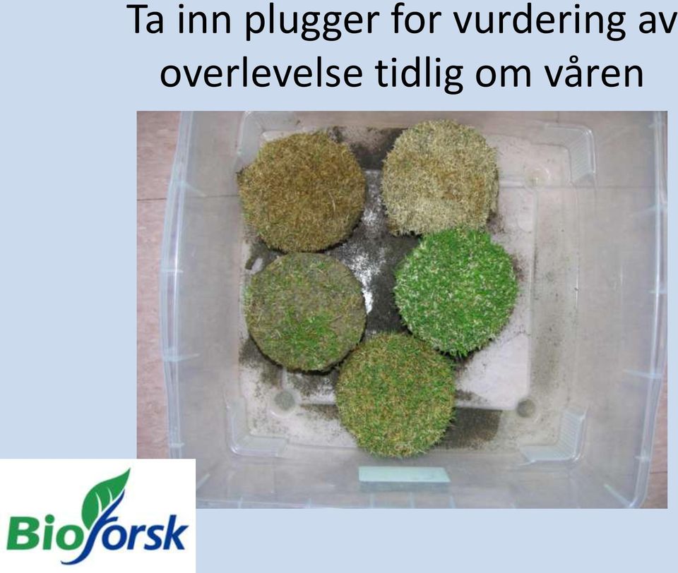 av overlevelse