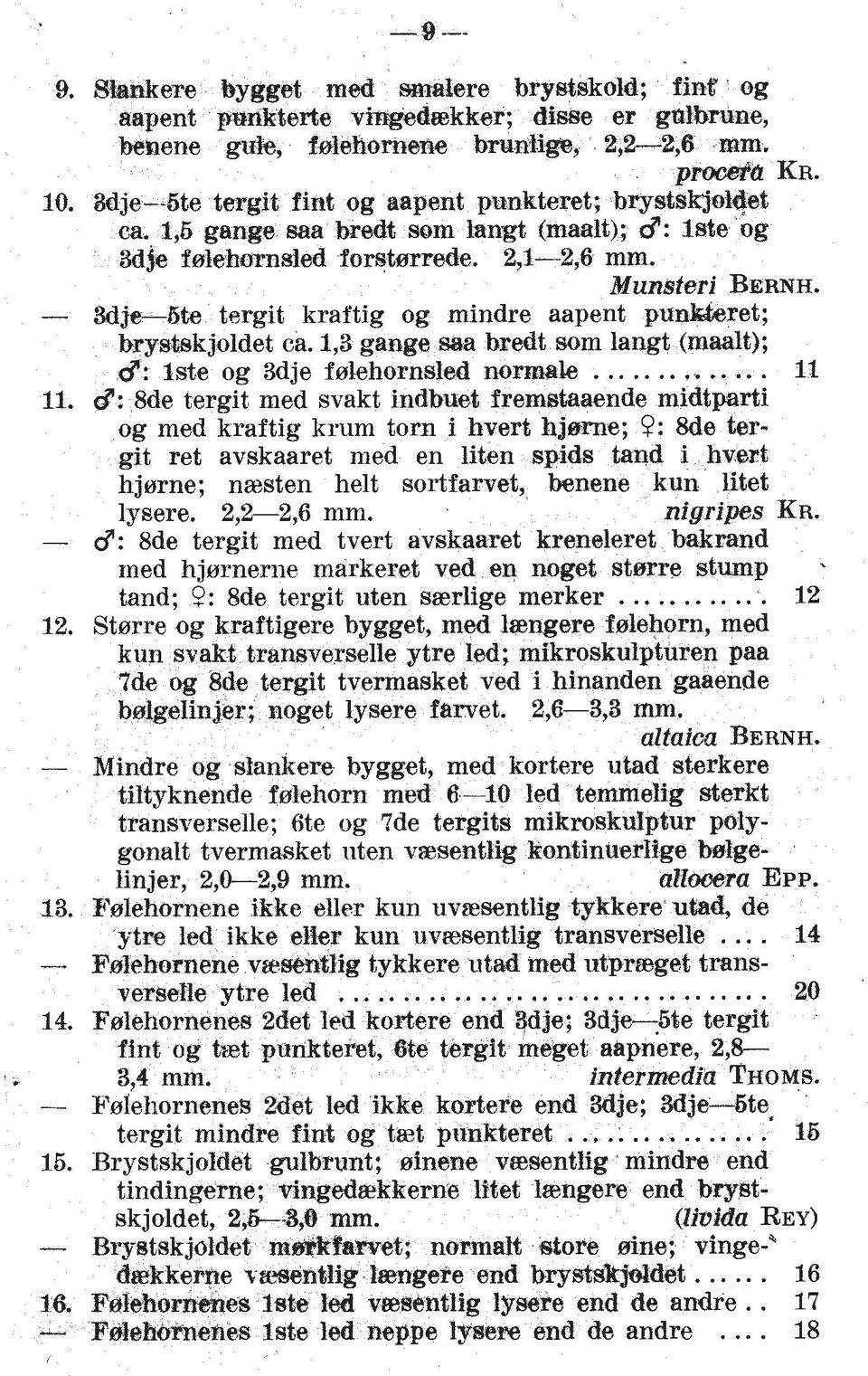 e tergit kraftig og mindre aapent punwret; bry&kjoldet ca. 1,3 gange saa bredt som langt (maalt); d: lste og 3dje fslehornsled nomale,- 11.