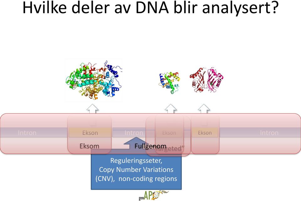 Eksom Fullgenom Targeted