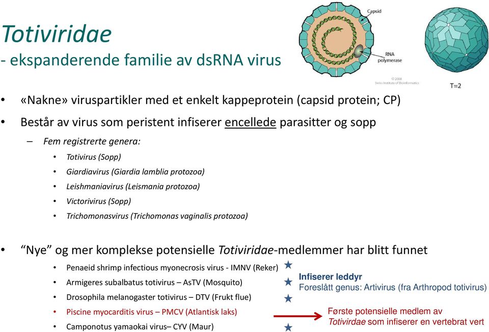 komplekse potensielle Totiviridae medlemmer har blitt funnet Penaeid shrimp infectious myonecrosis virus IMNV (Reker) Armigeres subalbatus totivirus AsTV (Mosquito) Drosophila melanogaster totivirus