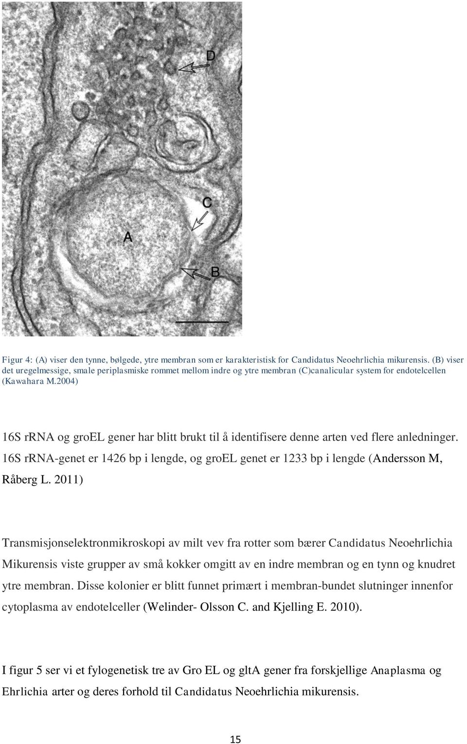 2004) 16S rrna og groel gener har blitt brukt til å identifisere denne arten ved flere anledninger. 16S rrna-genet er 1426 bp i lengde, og groel genet er 1233 bp i lengde (Andersson M, Råberg L.