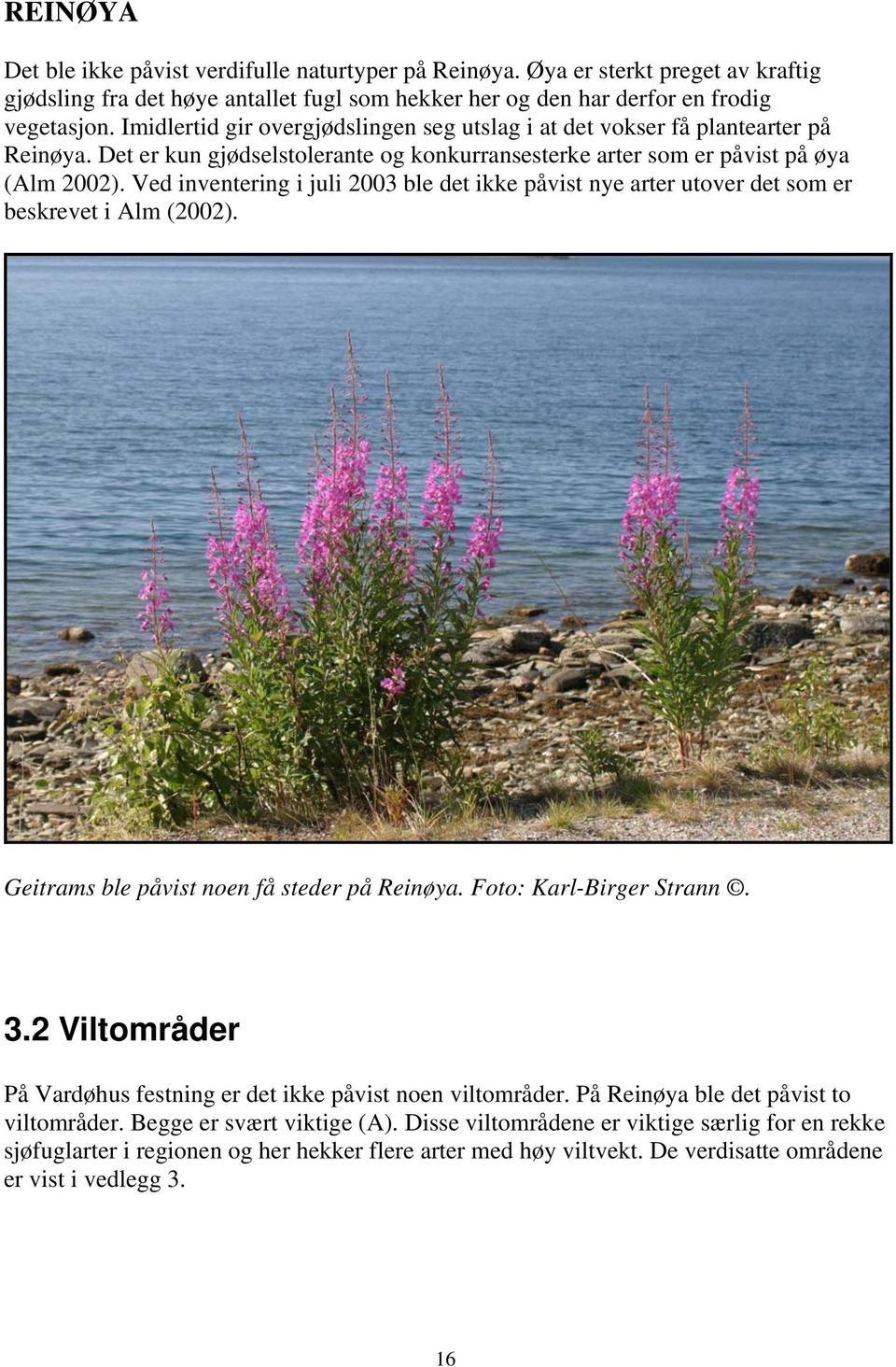 Ved inventering i juli 2003 ble det ikke påvist nye arter utover det som er beskrevet i Alm (2002). Geitrams ble påvist noen få steder på Reinøya. Foto: Karl-Birger Strann. 3.