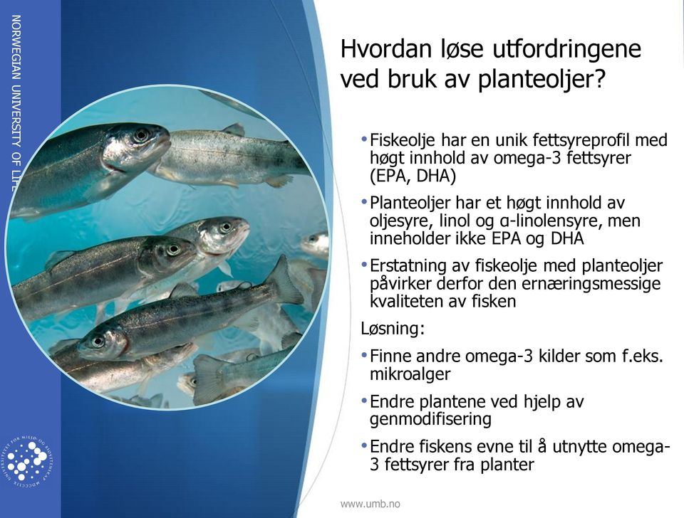 oljesyre, linol og α-linolensyre, men inneholder ikke EPA og DHA Erstatning av fiskeolje med planteoljer påvirker derfor den